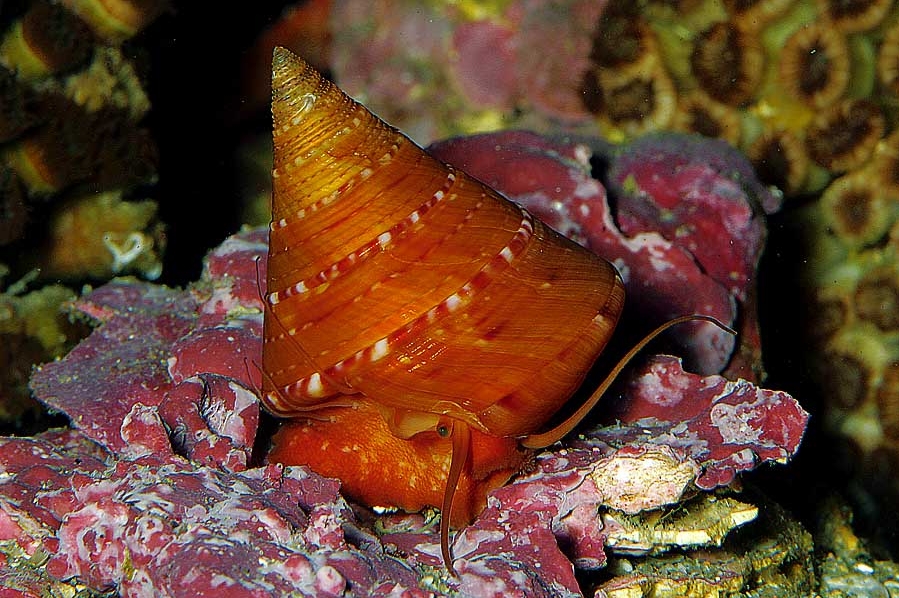 Calliostoma conulus